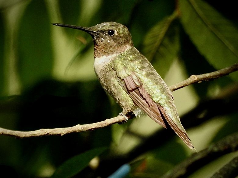 Hummingbird #1 by Edward Sikora